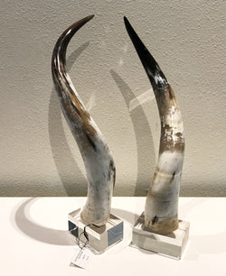 Pair of Decorative Grey Horns on Acrylic Bases