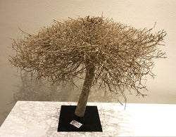 Tree Branch